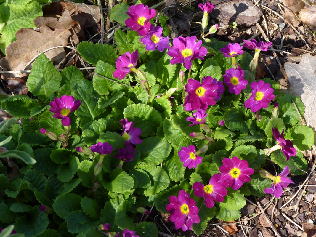 Primula x juliae 'Wanda'